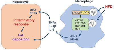 Advances in Unhealthy Nutrition and Circadian Dysregulation in Pathophysiology of NAFLD